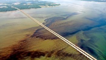 Algal Bloom