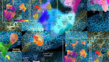 Brain Atlas