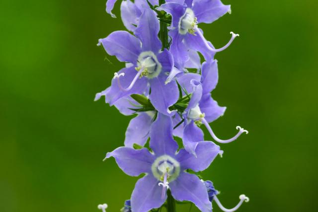 The American bellflower