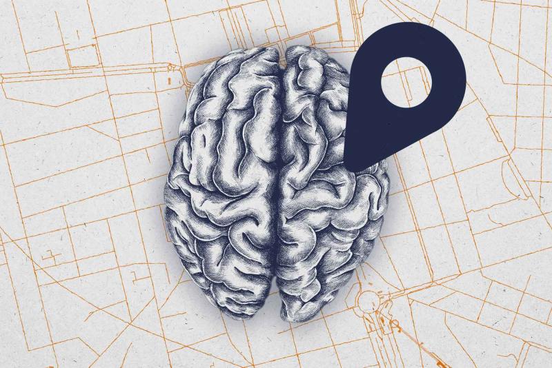 Which way to turn? The superior colliculus can help you find points of interest. UVA recently mapped the vital midbrain component. (Illustration by Emily Faith Morgan, University Communications)
