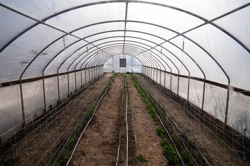 One of the hoop houses at the Morven Kitchen Garden shelters winter crops of snap peas, carrots and greens.