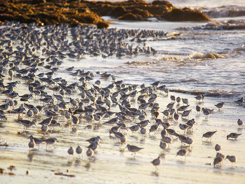 Shore Birds