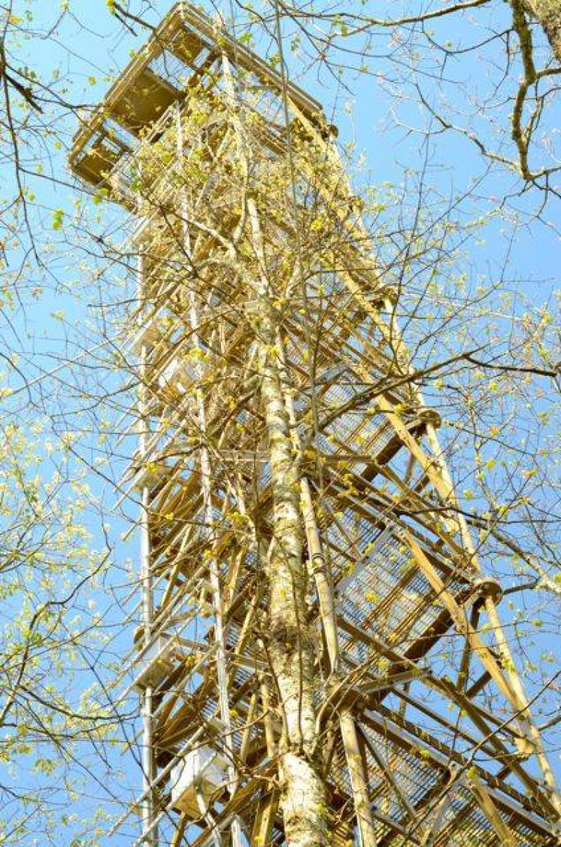 Mountain Lake Biological Station Tower