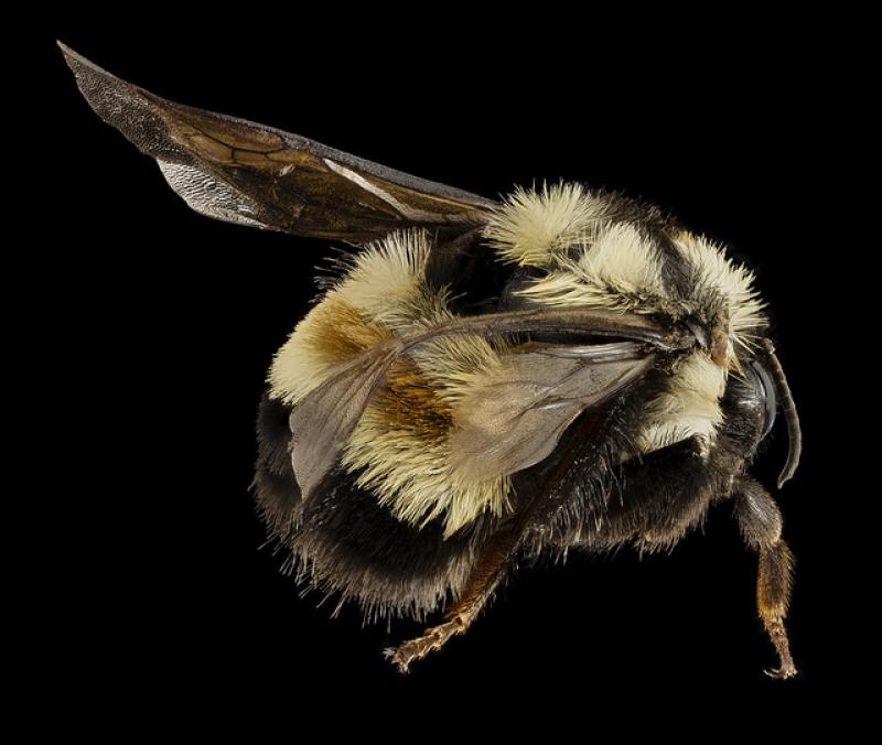 The rusty patched bumble bee was thought to have been extinct in this part of the country, but a team led by U.Va. environmental scientist T'ai Roulston found one at Sky Meadows State Park and will be searching for a colony in the spring.