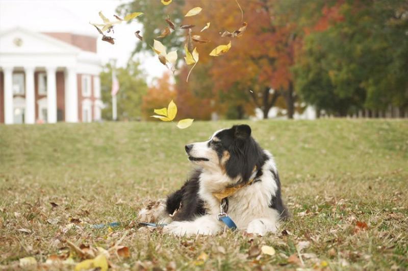 Dogs and fall make a great combination, according to photo contestant Julia Stewart.