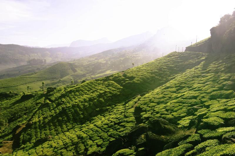 Ancient agriculture, including early rice farming, may have played a role in delaying the next ice age, according to new research.