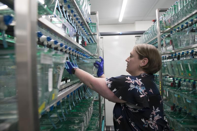 Developmental biologist Sarah Kucenas is gaining insights to the nervous systems by using zebrafish as a study model. 